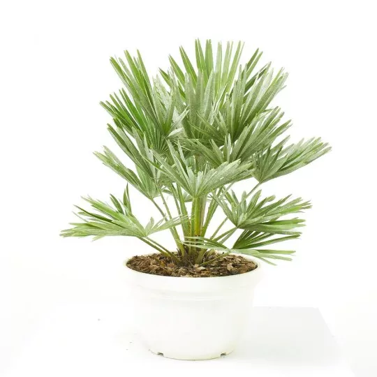 Comprar palmera Palmito envio a domicilio Palmito (Chamaerops humilis) - Imagen 2
