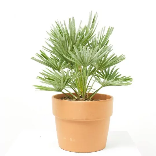 Comprar palmera Palmito Palmito (Chamaerops humilis)