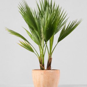 Palmera mexicana (Washingtonia robusta)