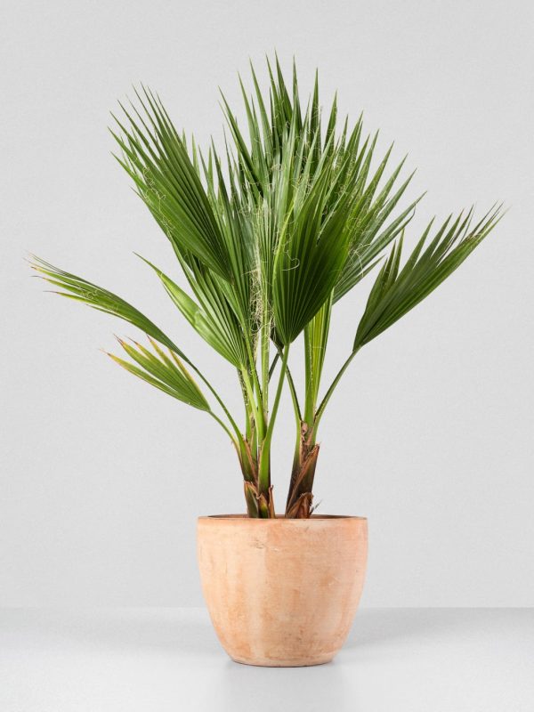 Comprar palmera mexicana Washingtonia robusta