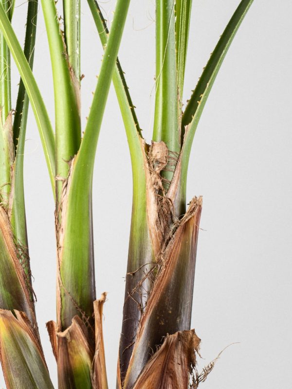 Palmera mexicana (Washingtonia robusta) - Imagen 4