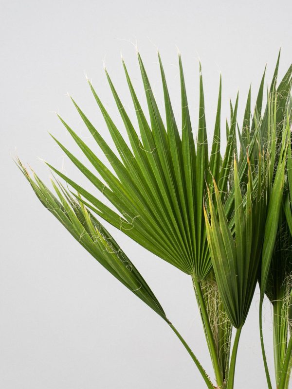 Palmera mexicana (Washingtonia robusta) - Imagen 2