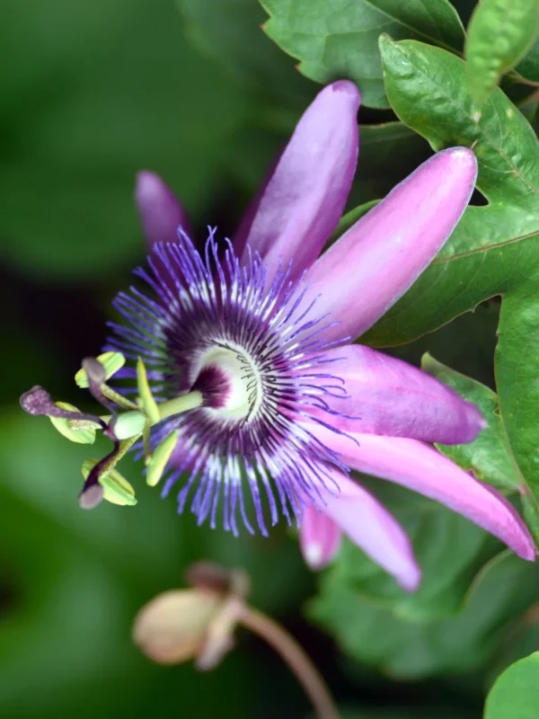 Planta pasiflora maracuyá (Passiflora edulis) - Imagen 4