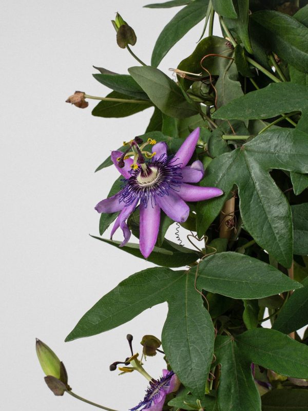 Planta pasiflora maracuyá (Passiflora edulis) - Imagen 3