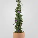 Planta pasiflora maracuyá (Passiflora edulis)