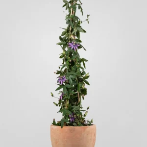 Planta pasiflora maracuyá (Passiflora edulis)