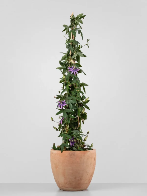 Planta pasiflora maracuyá (Passiflora edulis)