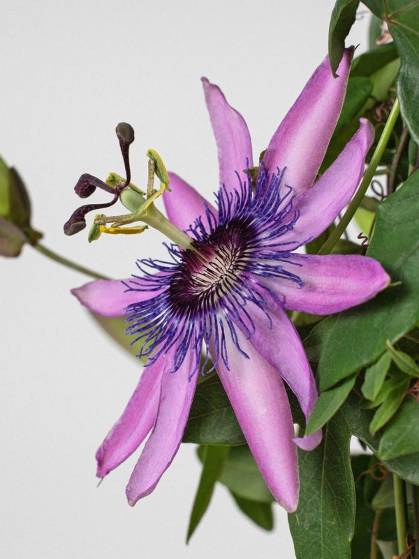 Planta pasiflora maracuyá (Passiflora edulis) - Imagen 2