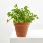 Perejil en maceta (Petroselinum crispum)