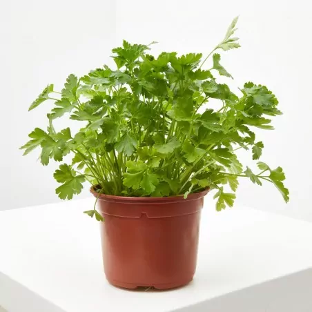 Comprar perejil en maceta online Perejil en maceta (Petroselinum crispum) - Imagen 2