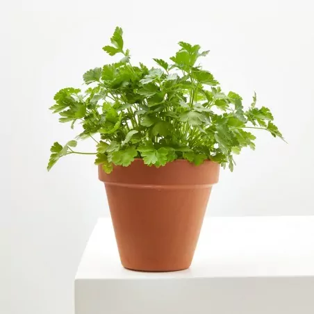 Comprar perejil en maceta Perejil en maceta (Petroselinum crispum)