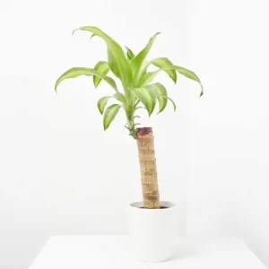 Tronco de Brasil (Dracaena fragrans 'Massangeana')