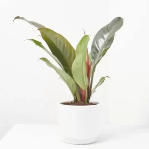 Filodendro rojo (Philodendron 'Red Congo')