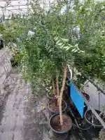 Árbol de caviar cítrico (Microcitrus australasica)