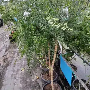 Árbol de caviar cítrico (Microcitrus australasica)