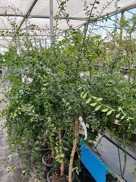 Árbol de caviar cítrico (Microcitrus australasica) - Imagen 3