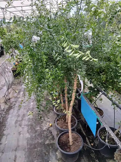 Árbol de caviar cítrico (Microcitrus australasica)