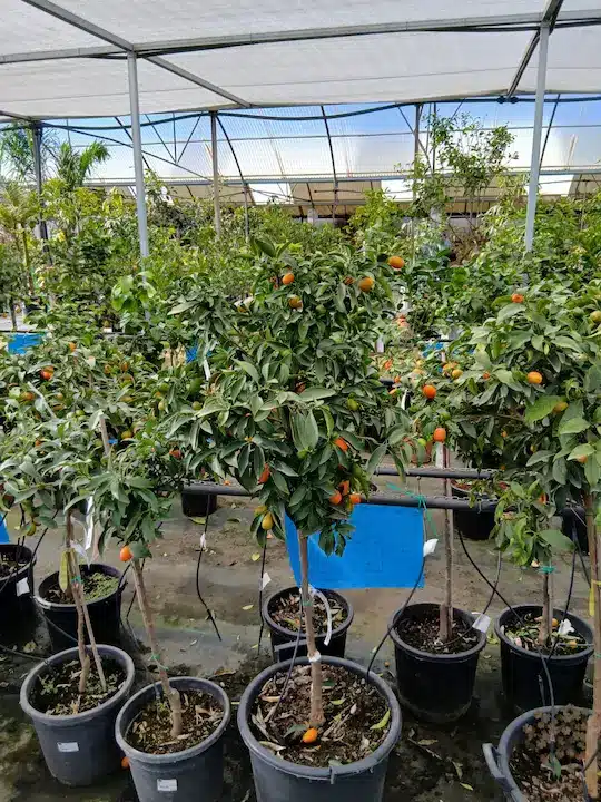 Kumquat (Fortunella margarita) - Imagen 2