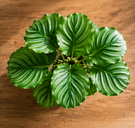 Calathea orbifolia - Imagen 5