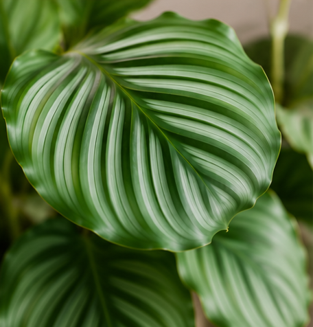 Calathea orbifolia - Imagen 4