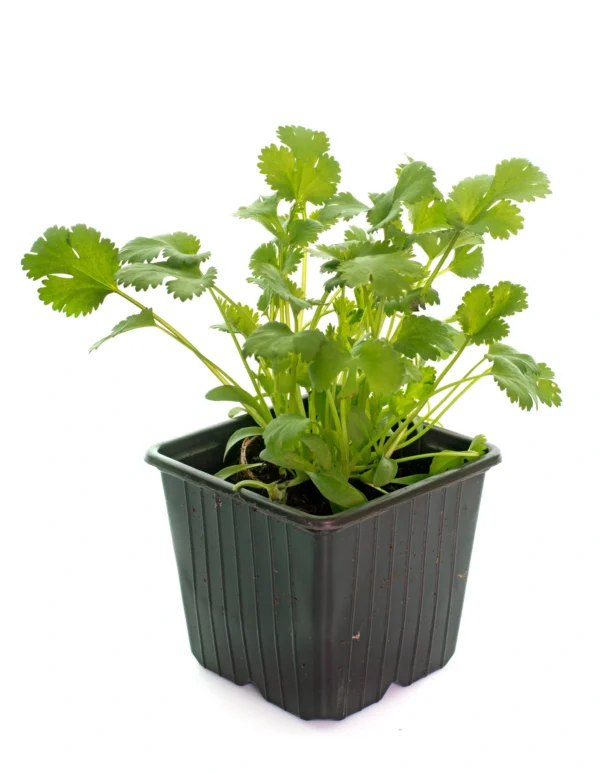 Cilantro (Coriandrum sativum) - Imagen 2