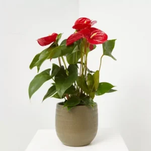 Anturio en maceta pequeña (Anthurium andreanum)