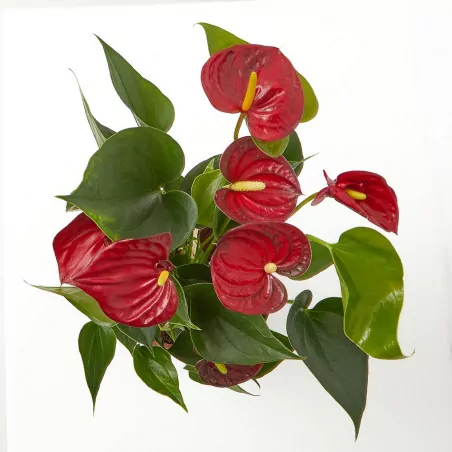 comprar Anturio o Anthurium andreanum envio a domicilio Anturio en maceta pequeña (Anthurium andreanum) - Imagen 2