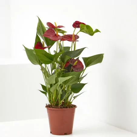 comprar Anturio o Anthurium andreanum online Anturio en maceta pequeña (Anthurium andreanum) - Imagen 3
