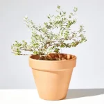 Arbusto teucrium (Teucrium fruticans)