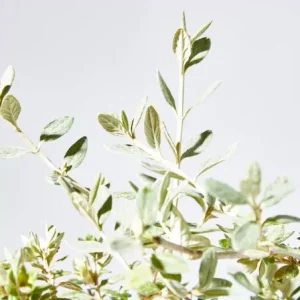 comprar Arbusto teucrium barata