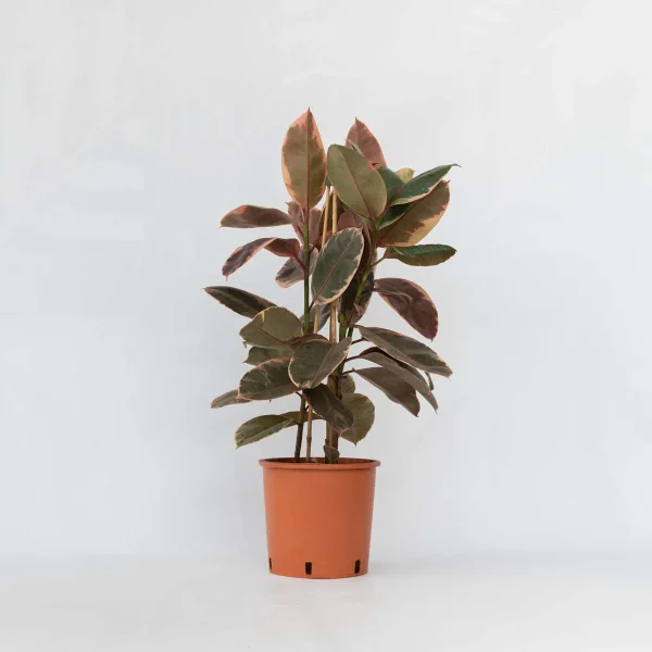 comprar Ficus Belice Ficus belize (Ficus elastica 'Belize') - Imagen 4