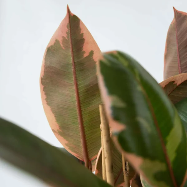 comprar Ficus Elastica Belice online Ficus belize (Ficus elastica 'Belize') - Imagen 2