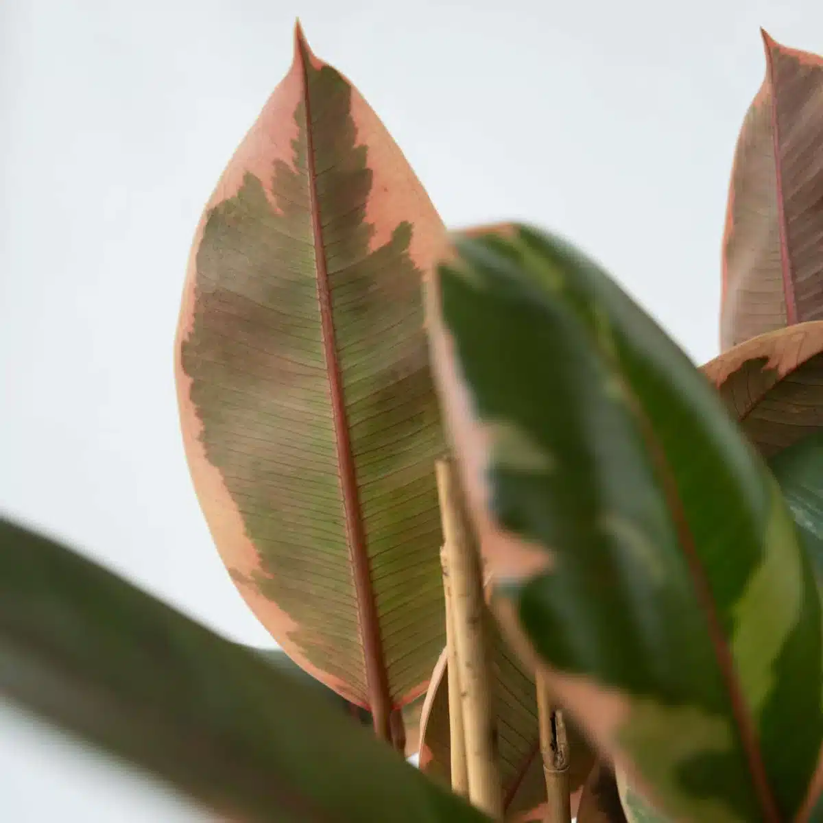 Ficus belize (Ficus elastica 'Belize') - Imagen 2