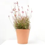 Gaura (Gaura lindheimeri)