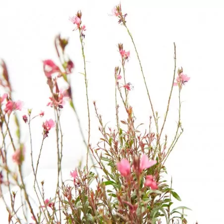 comprar Gaura lindheimeri o gaura en maceta envio a domicilio Gaura (Gaura lindheimeri) - Imagen 3