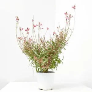 comprar Gaura lindheimeri o gaura en maceta online
