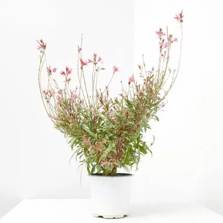 comprar Gaura lindheimeri o gaura en maceta online Gaura (Gaura lindheimeri) - Imagen 2