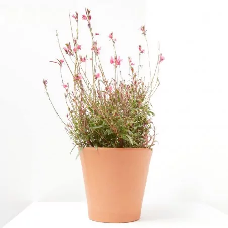 comprar Gaura lindheimeri o gaura en maceta Gaura (Gaura lindheimeri)