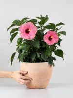 Hibiscus (Hibiscus rosa-sinensis)