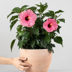 Hibiscus (Hibiscus rosa-sinensis)