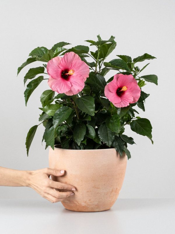 Hibiscus (Hibiscus rosa-sinensis)