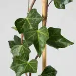 Hiedra canaria con tutor (Hedera canariensis)