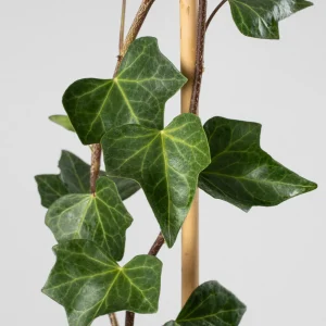 Hiedra canaria con tutor (Hedera canariensis)