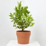 Naranjo calamondín enano (Citrus mitis)