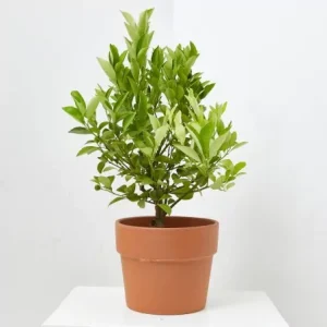 Naranjo calamondín enano (Citrus mitis)