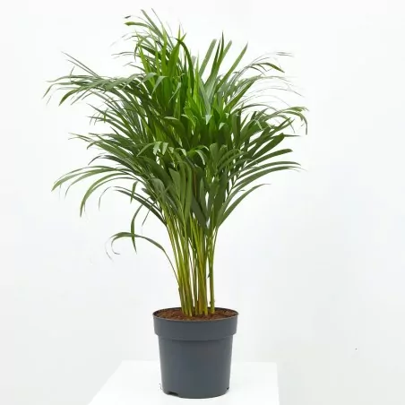 comprar Palmera Areca Palmera Areca (Dypsis lutescens) - Imagen 3