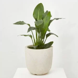 Strelitzia reginae o Ave del Paraíso
