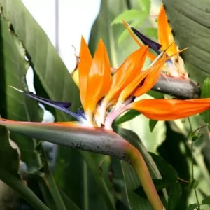 comprar Strelitzia reginae o ave del paraiso barata