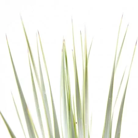 comprar Yuca rostrata envio a domicilio Yuca rostrata - Imagen 2