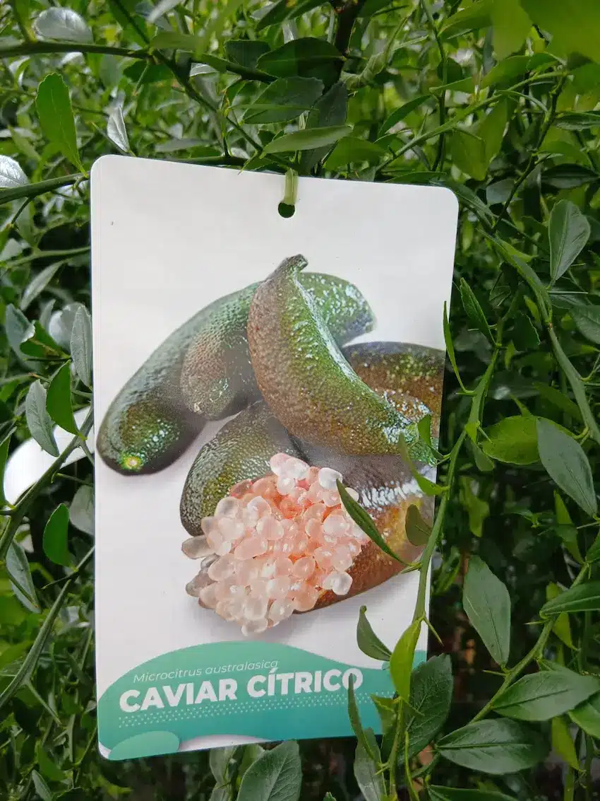 Árbol de caviar cítrico (Microcitrus australasica) - Imagen 2